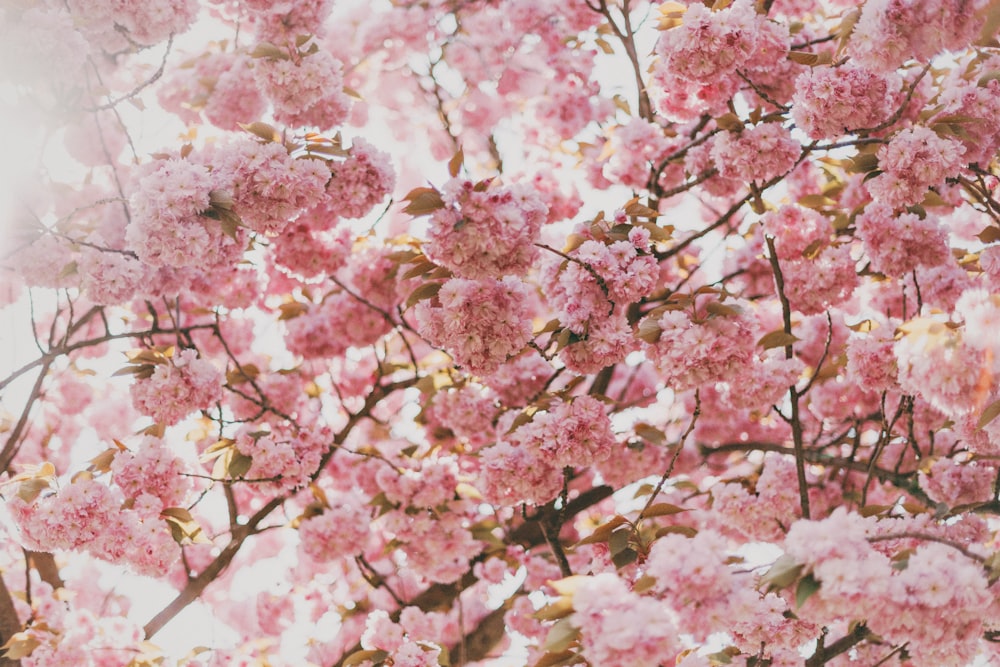 pink cherry blossom tree under sunny sky