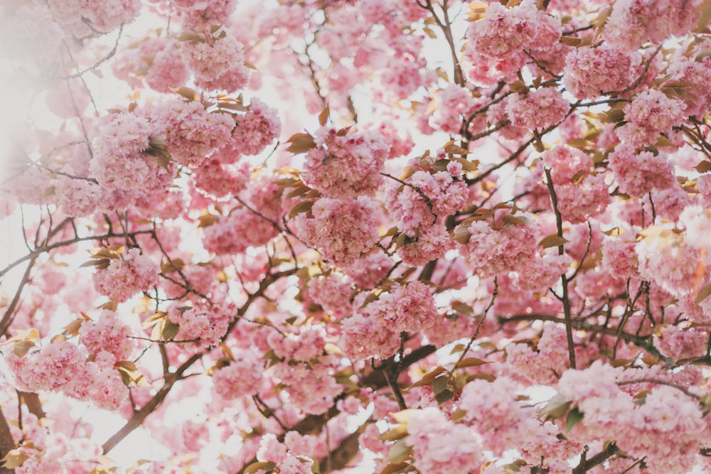 맑은 하늘 아래 핑크 벚꽃 나무