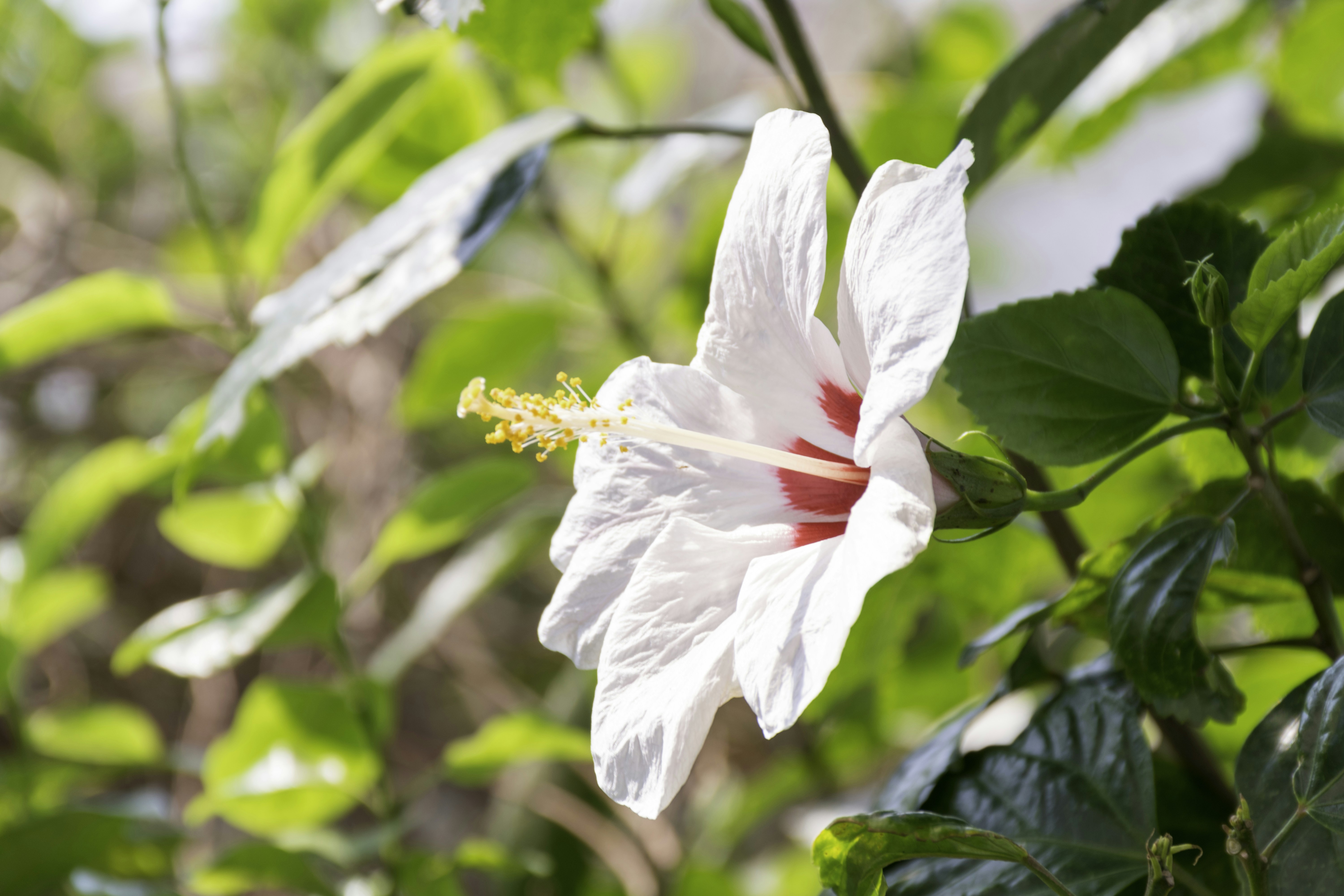 Free Unsplash photo from Warit Nuamngam