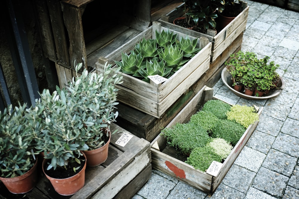 Kisten mit grün belaubten Pflanzen auf grauem Pflaster