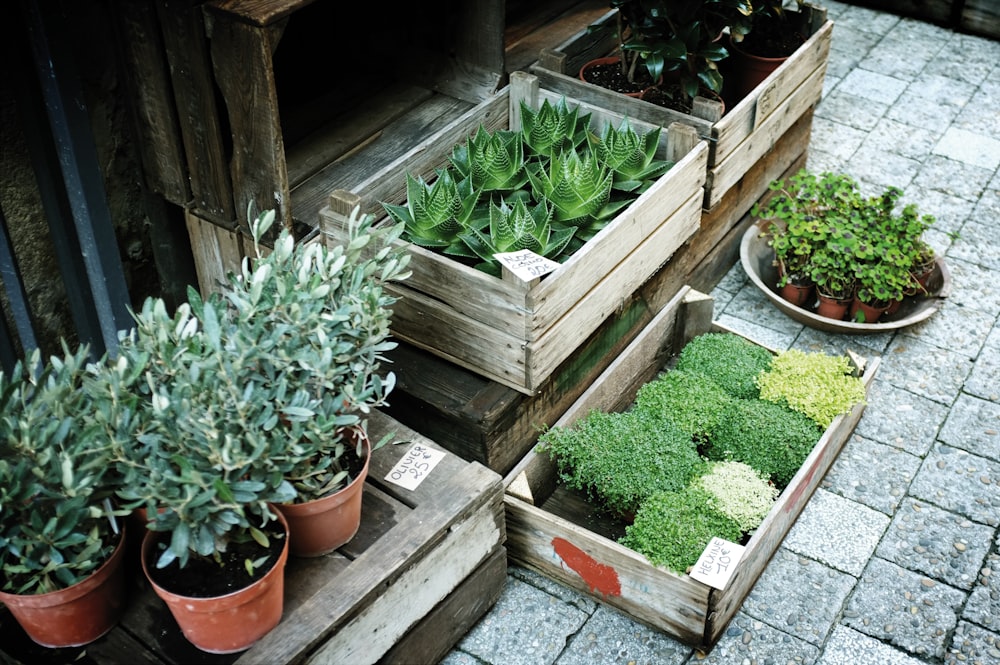 boxes of green leafed plants on grey pavement