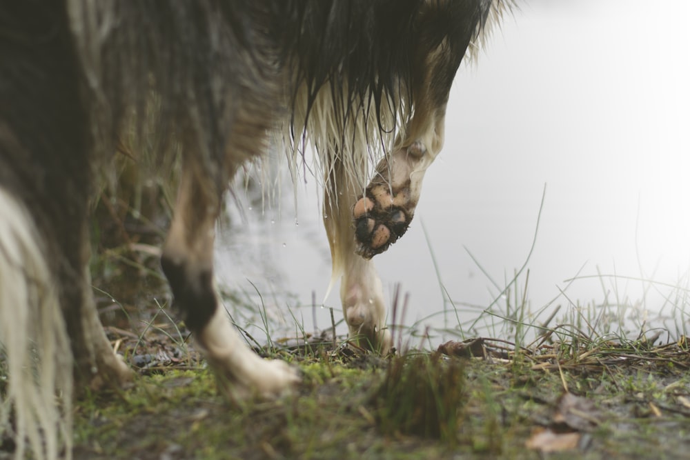 long-coated black animal walking on grass