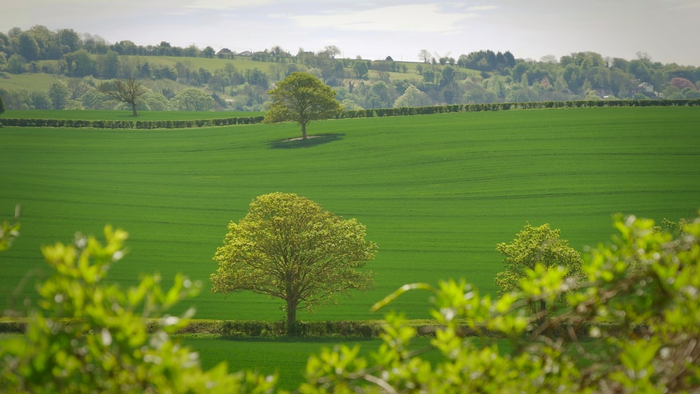 Grüner Baum in der Mitte des Grasfeldes