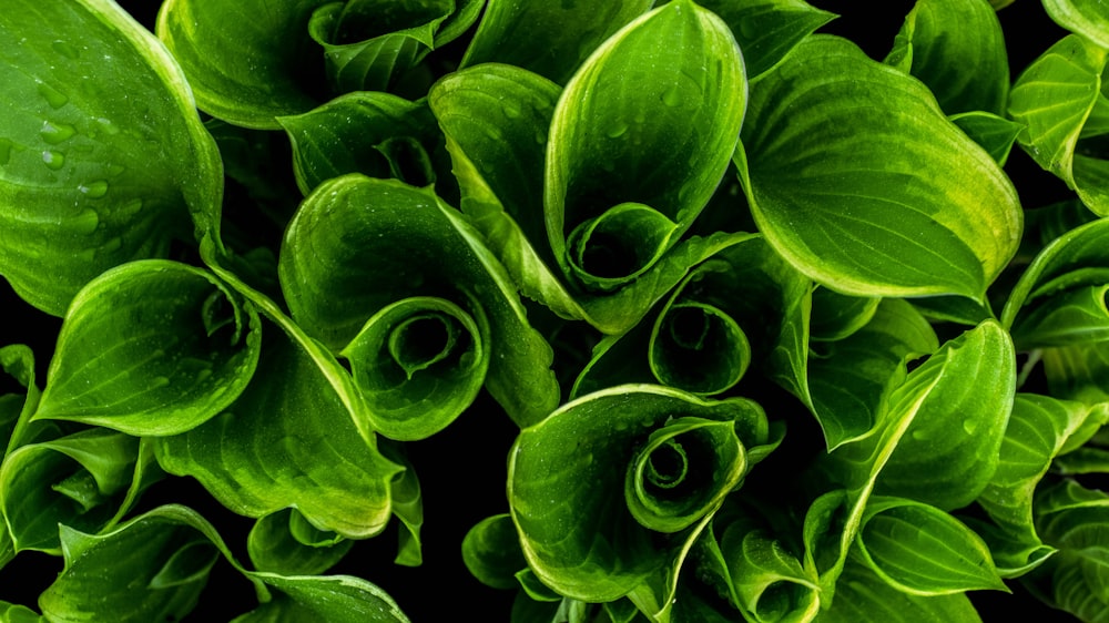 closeup photo of green leafed plants