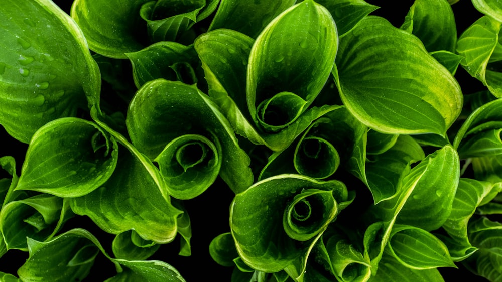 녹색 잎이 있는 식물의 근접 촬영 사진
