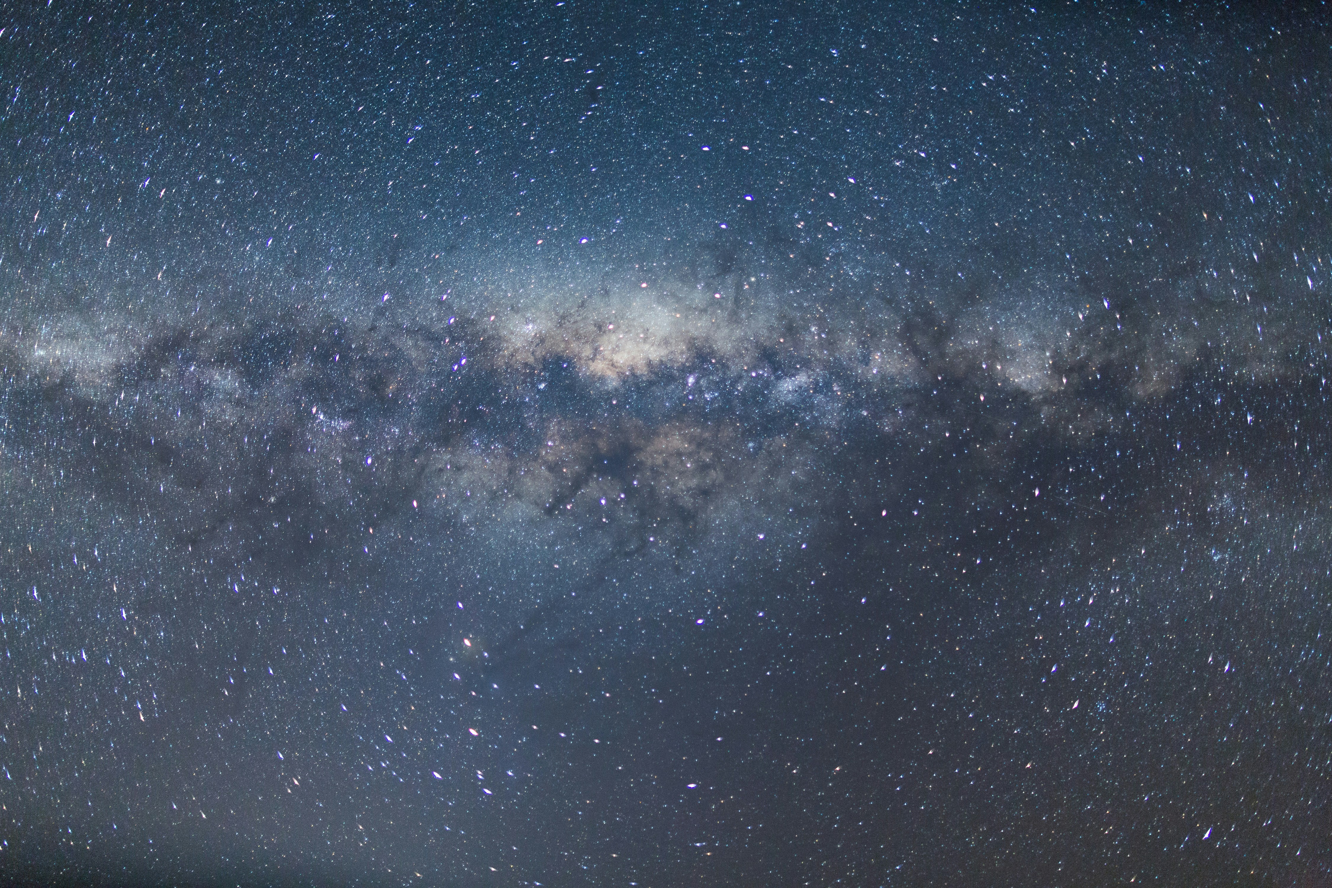 Siberian Husky header image