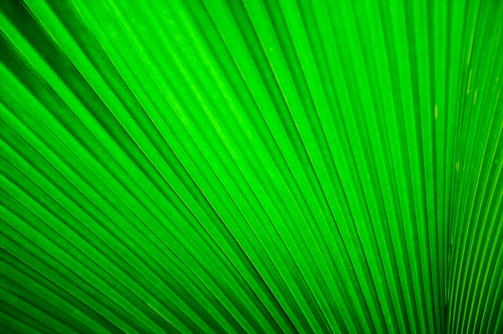 green pleated textile