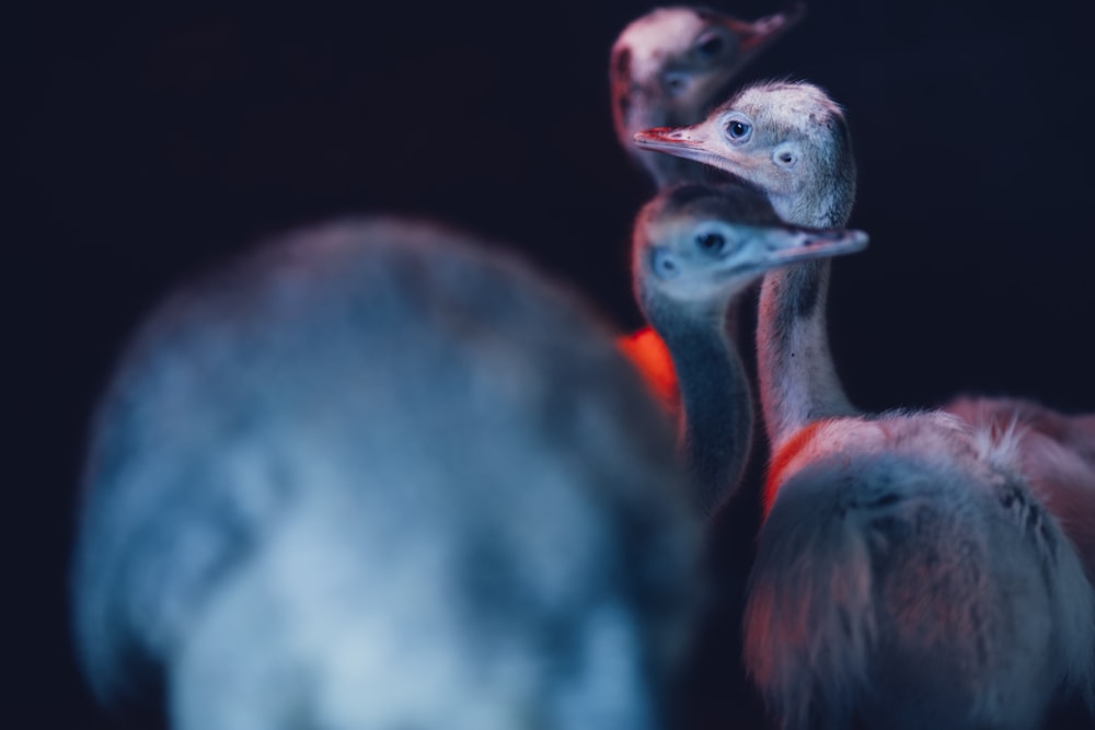세 마리의 새의 얕은 초점 사진