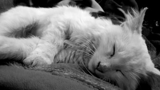A serene white cat curled up in a fluffy blanket, peacefully napping.