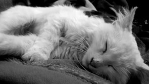 A fluffy white cat napping peacefully on a cozy woven blanket by a window