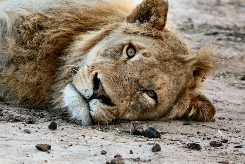 Lionne couchée sur le sol