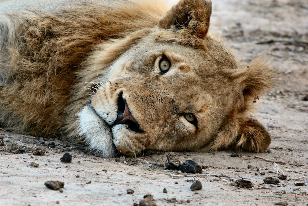 lioness lying on floor