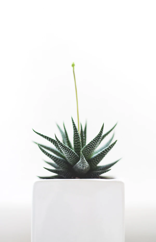 Succulente Haworthia en pot blanc