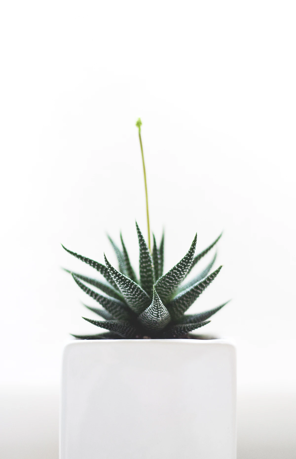 Beaumont Floor Planter — Sized to the plant, not to the corner it fills.