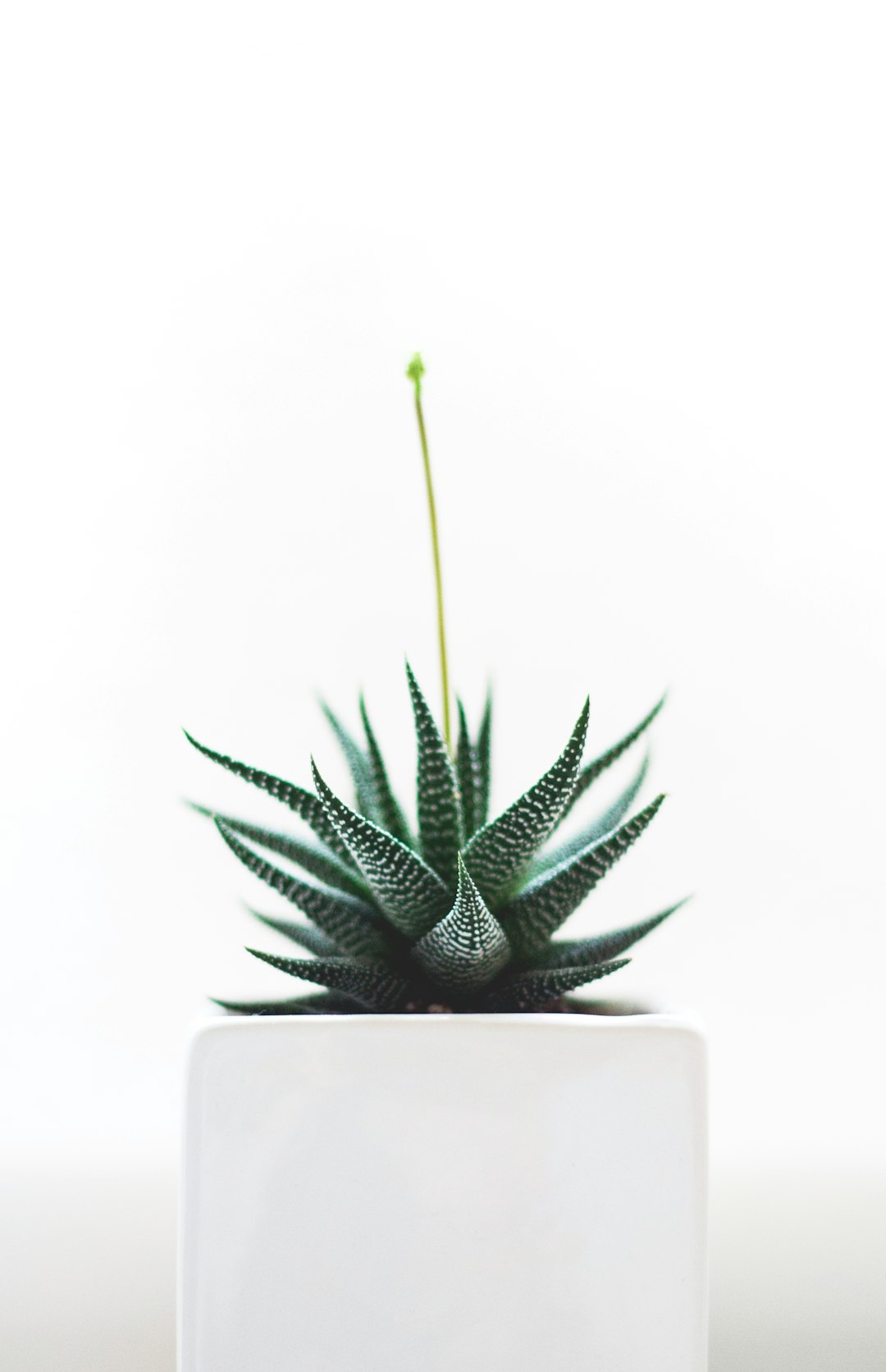 Aloe Vera plant on white vase
