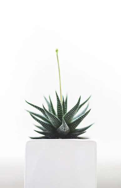 Collection de succulentes
