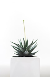 Plant consultation service