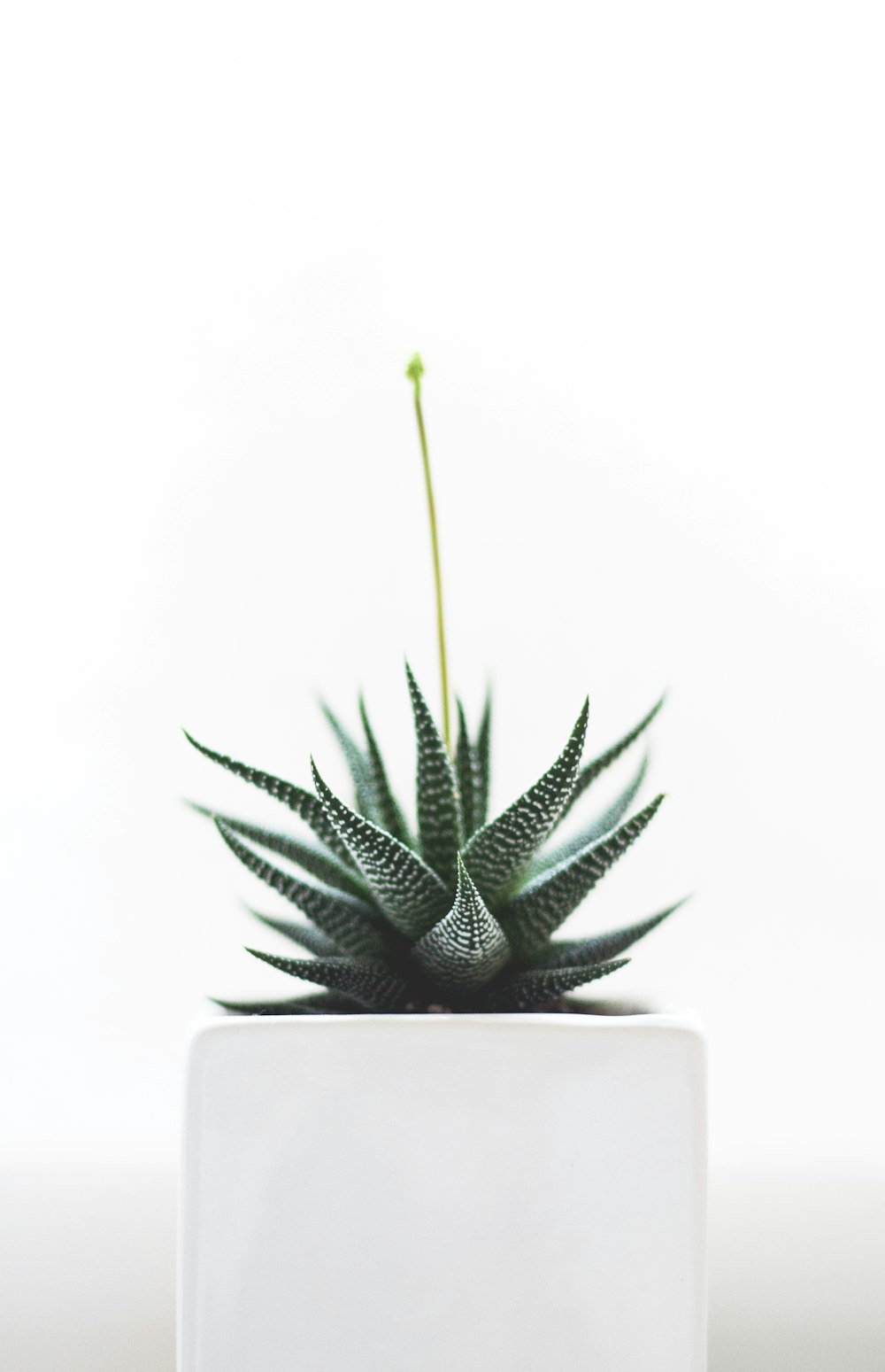 Planta de Aloe Vera no vaso branco