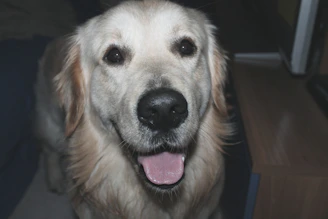 Close-up of a proud dog breeder showing certificates in a bright, welcoming kennel
