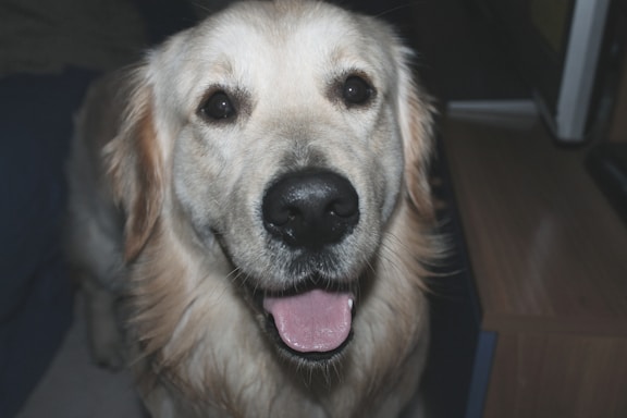 A friendly veterinarian examining a dog in a clinic setting.