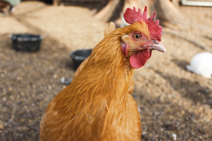 An animal story about a cock that brags