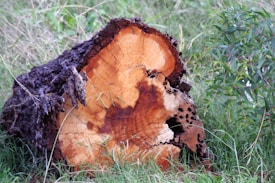 A large tree stump with a mix of rough, dark bark and smooth, orange-brown exposed wood is surrounded by green grass and small plants. Holes and cracks accentuate the rugged texture of the stump's surface.