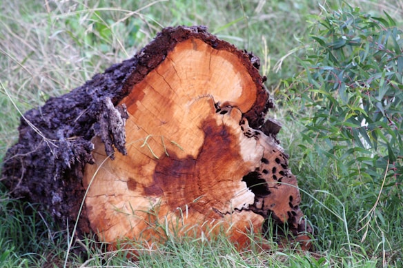 A large tree stump with a mix of rough, dark bark and smooth, orange-brown exposed wood is surrounded by green grass and small plants. Holes and cracks accentuate the rugged texture of the stump's surface.