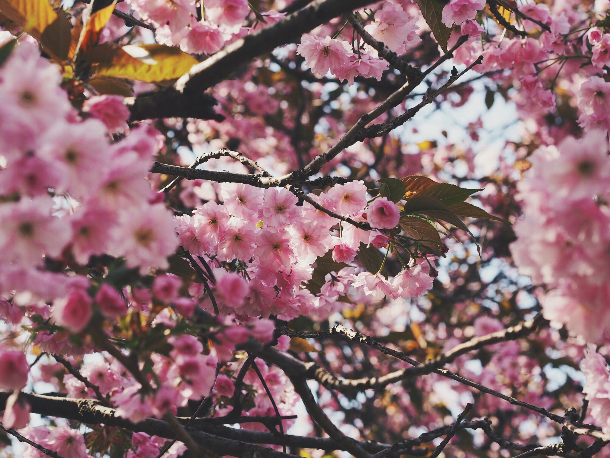 Free Unsplash photo from Caroline Ingebrigtsen