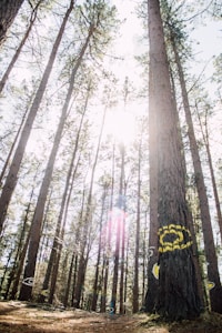 Pino Natural Premium