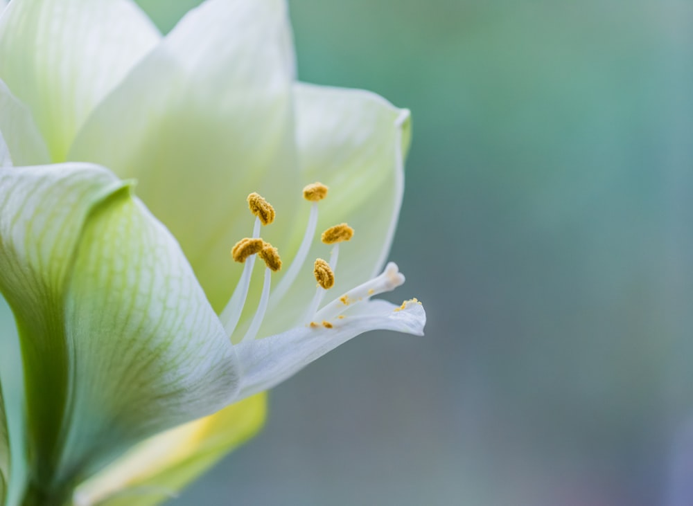 Foto de primer plano de flor blanca