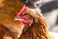 Veterinarian administering veterinary medicine to a healthy layer hen.