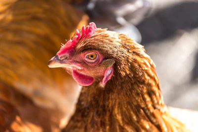 Close-up of a healthy, alert hen inside the facility, showcasing good animal welfare.