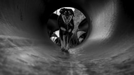 Mirosalv Tošnar guiding a dog through a tunnel obstacle during training.