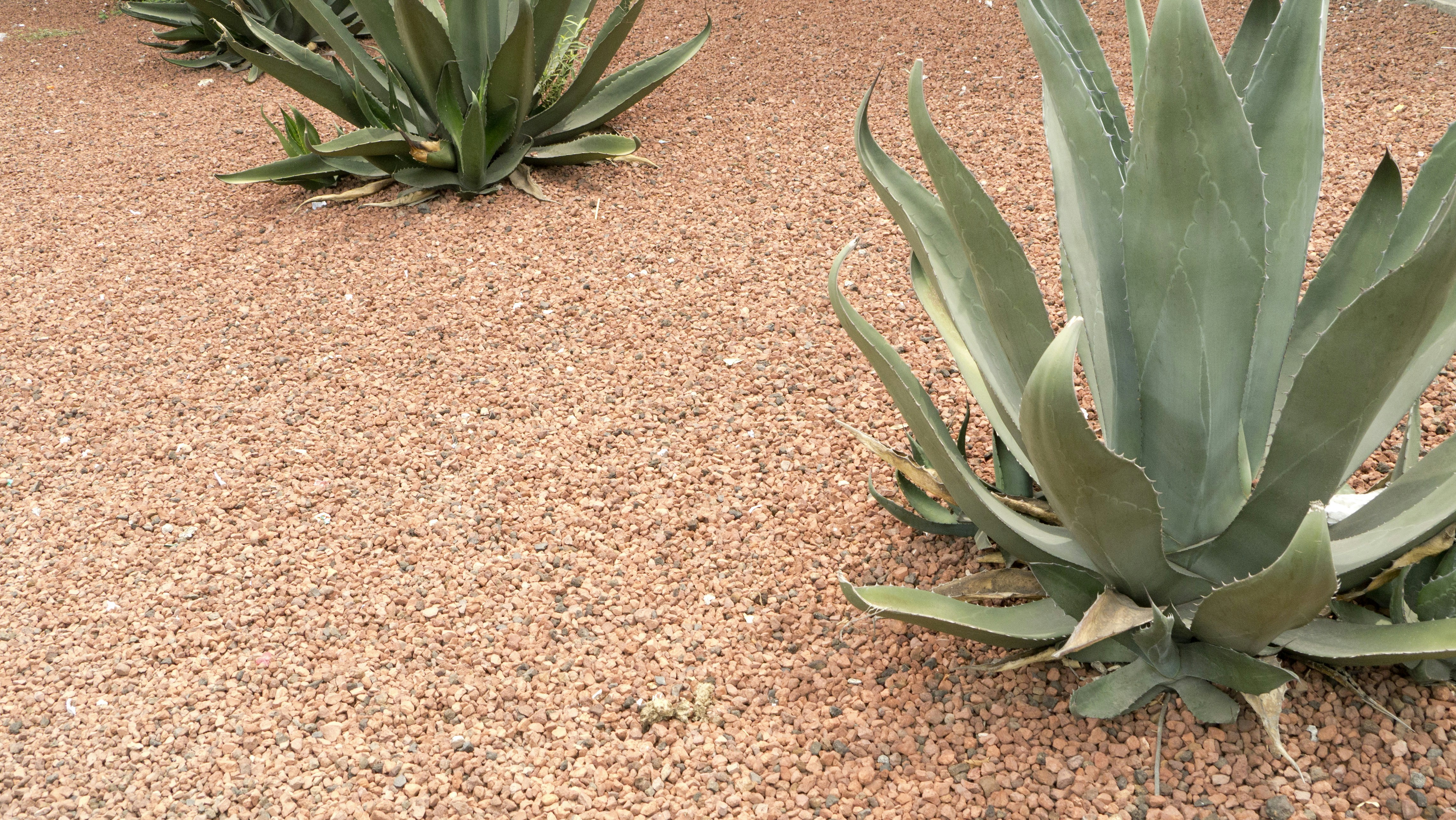 Free Unsplash photo from Celso A. Torres Pirron