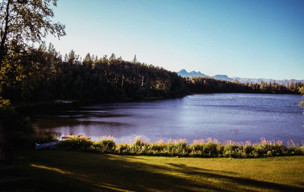 lake surrounded with trees