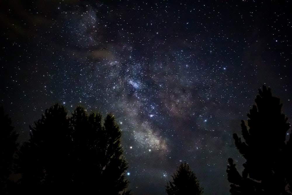 silhouette of trees during starry night