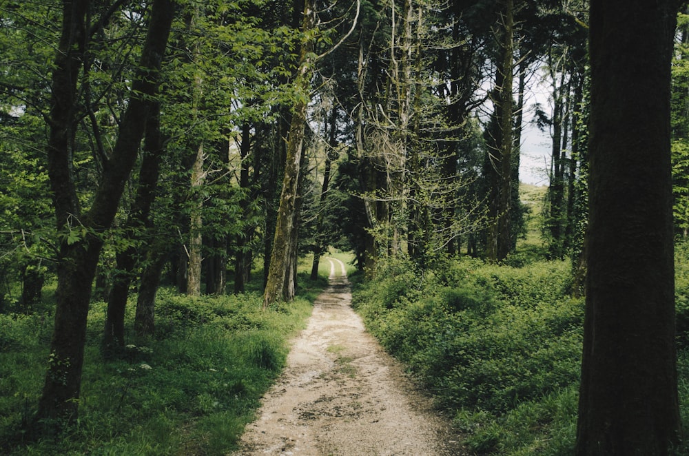 path surrounded by green grass and trees