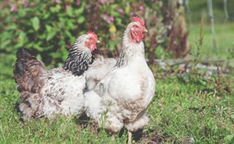 shallow focus photography of two white hens