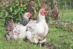 shallow focus photography of two white hens