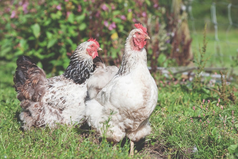 Fotografía de enfoque superficial de dos gallinas blancas