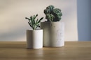 shallow focus photography of potted plants