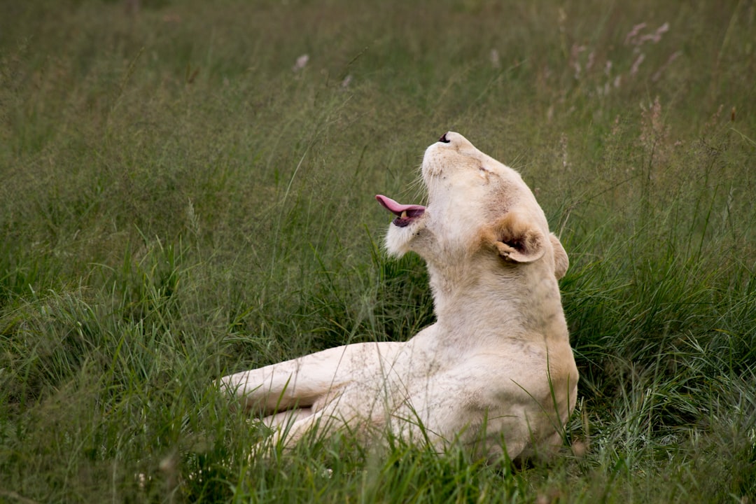 brown lioness lying on green grass