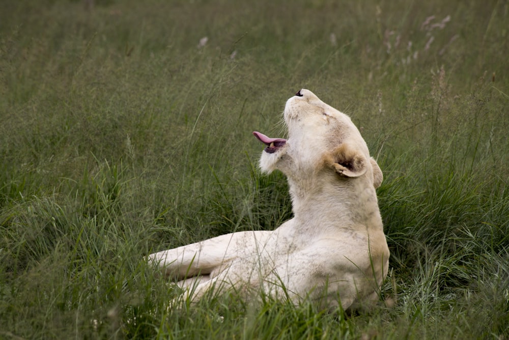 Lionne brune couchée sur l’herbe verte