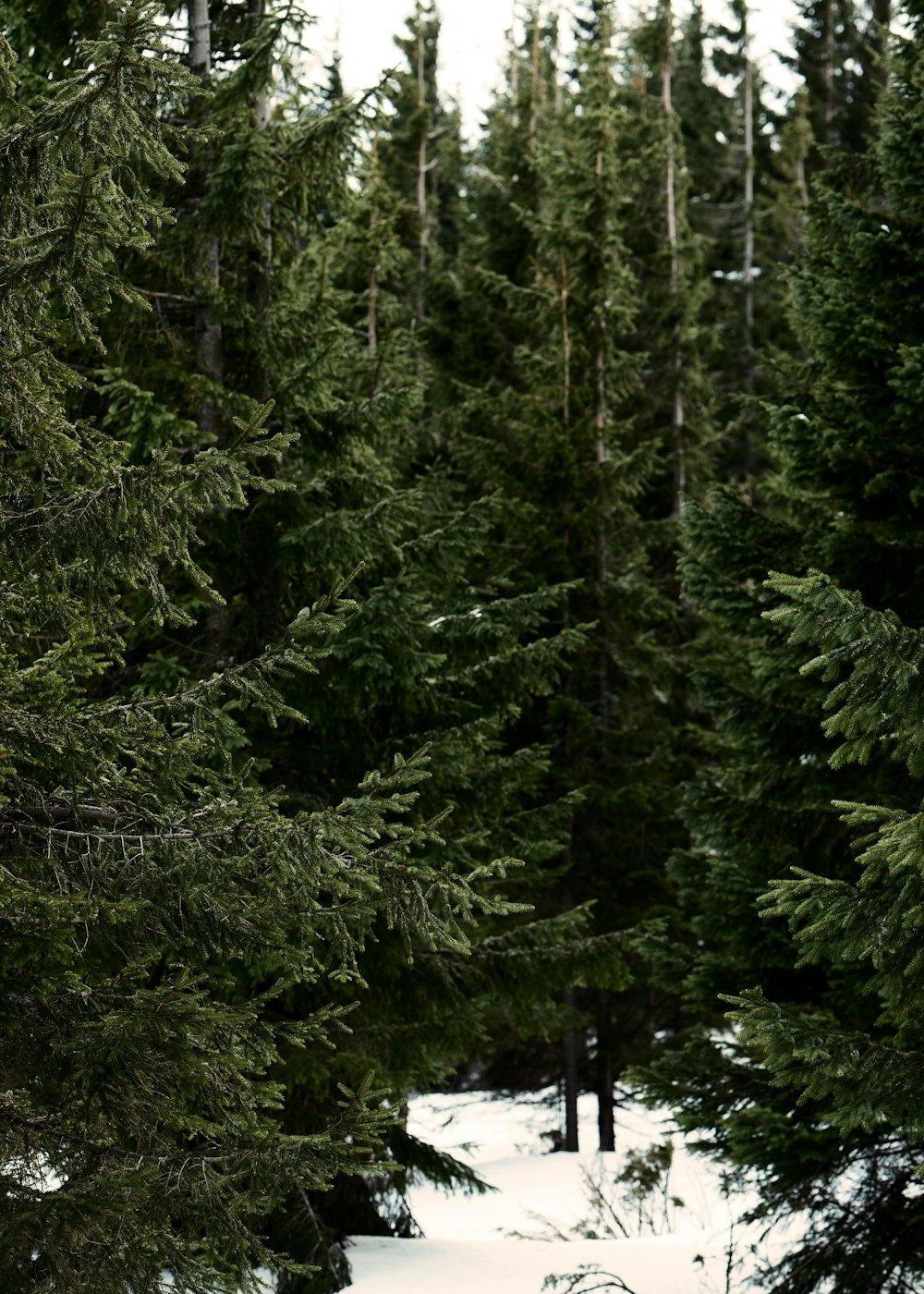 photo of green leafed trees on snow