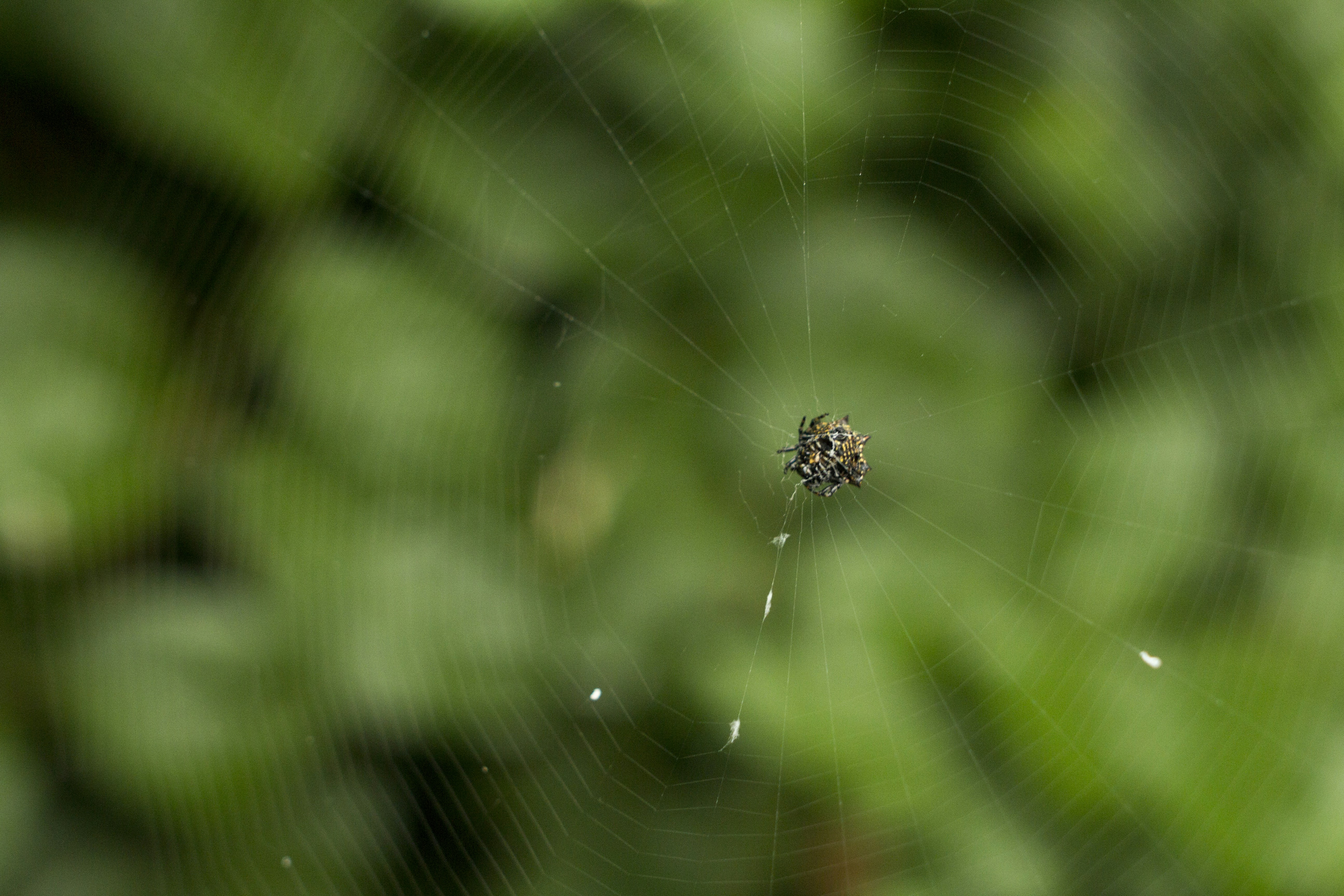 Free Unsplash photo from Adrian Castillo Lara