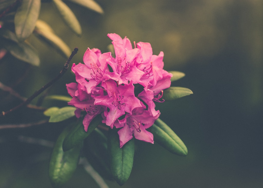 pink petaled flowers