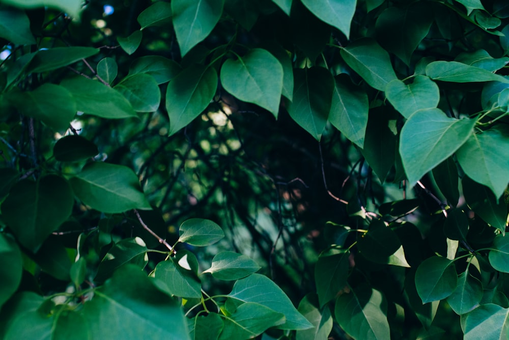 green leaf plant