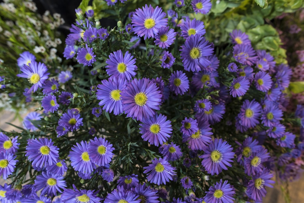 blue-petaled flowers