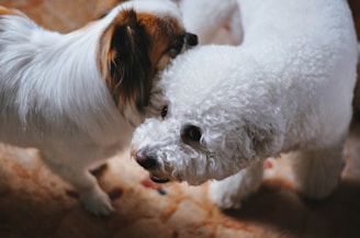 Two fluffy dogs interact playfully on a textured floor. One dog has curly white fur, while the other has a smooth coat with white and brown markings. The setting is warm and intimate.