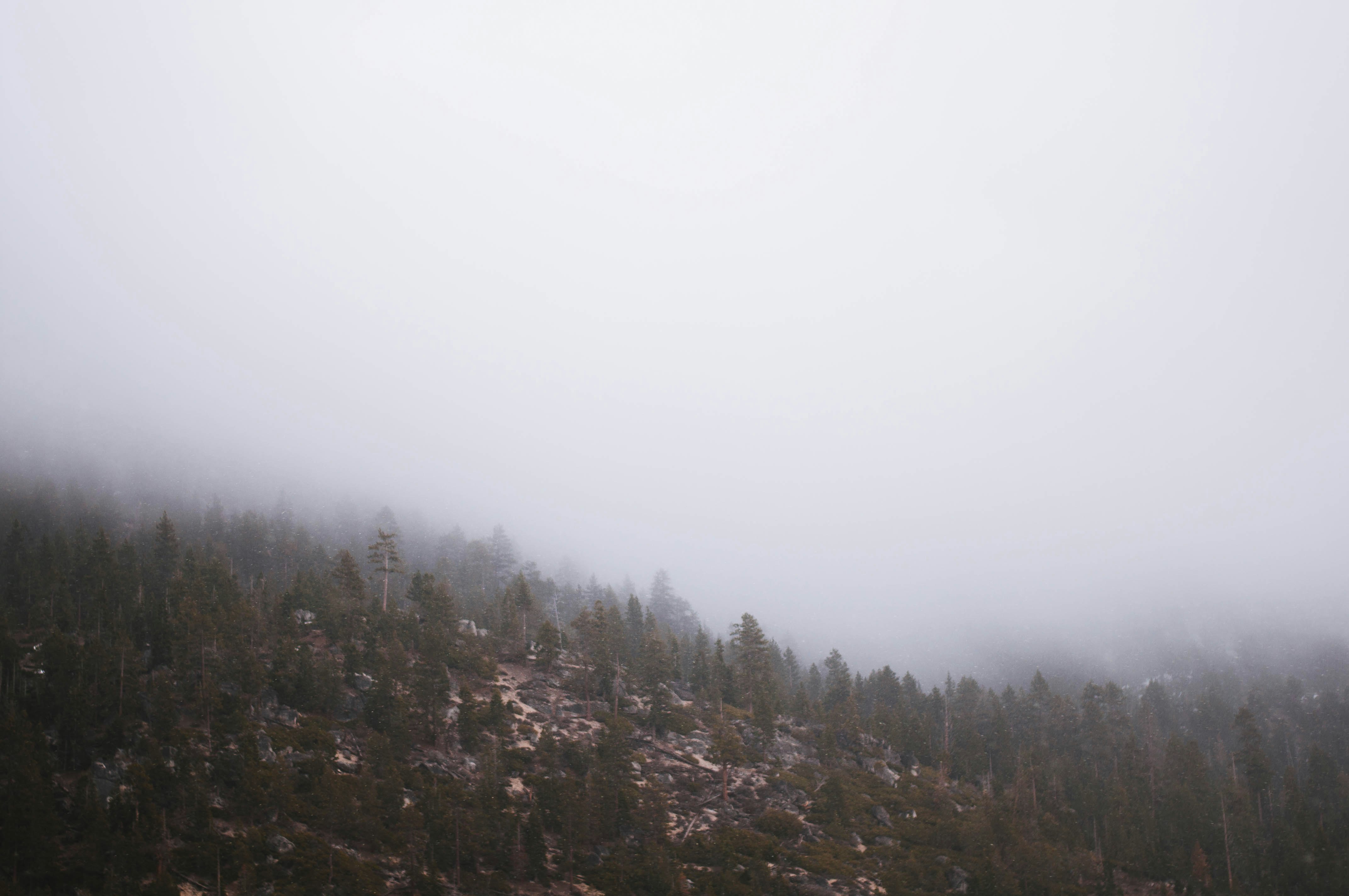 pine trees covered by fog